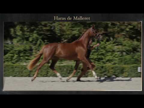 Danciano x Florencio x Sandro Hit