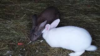 A LEBRE E A TARTARUGA.    (Para refletir)