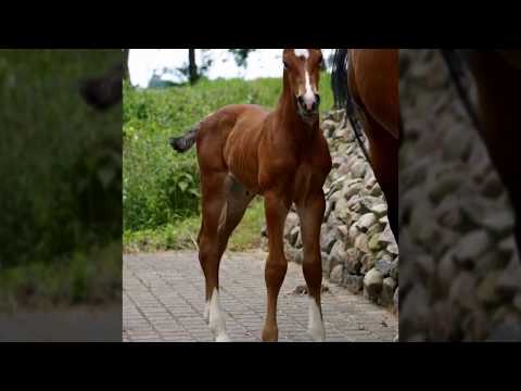 Katica *2017 Holsteiner filly by Casall - Calido - Caretino