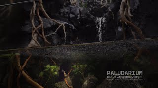 Frog's New Member: The Enchanted World of Tiny Tadpoles l Make Paldarium For Newborn