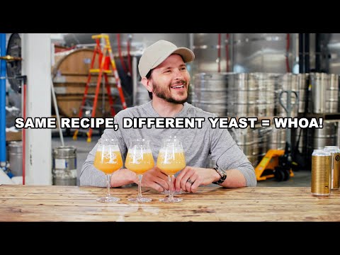 Discussing Tree House Brewery's yeast experimentation!