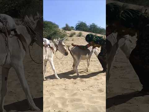 #donkey#horse#funny #duetz #funnyhorse #animals #equestrain