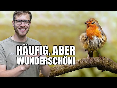 Das Rotkehlchen - Beliebt und unverwechselbar