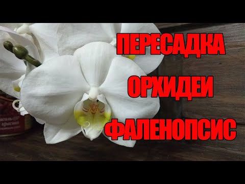 Пересадка Орхидеи Фаленопсис в домашних условиях.