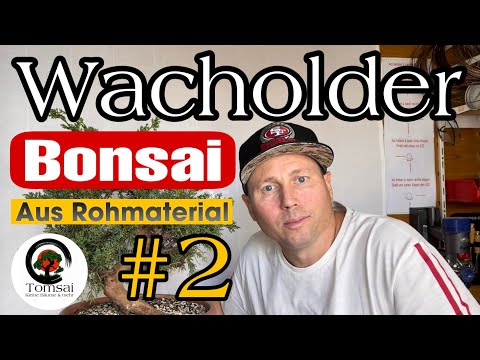 Wacholder Bonsai aus Rohmaterial #2 Bonsai 44/23