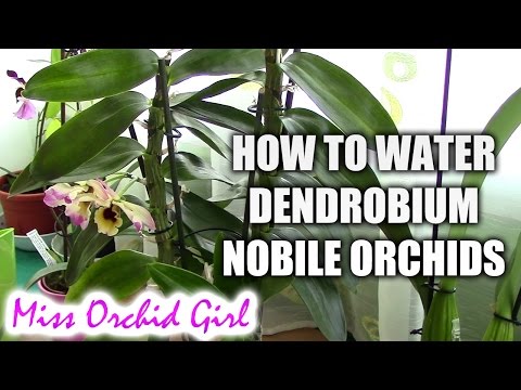 , title : 'How to water Dendrobium Nobile orchids - Tips for healthy orchids'