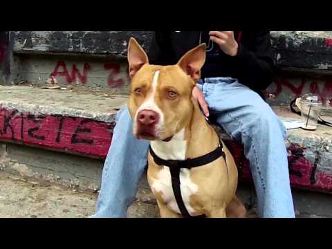 ΛΟU. 3ΤΚ - RISE. BFR TEAM - ΑΛΕΚΑΝ. WOLVES - (ΠΑΡΑΝΟΙΑ) - (Official Video Clip)