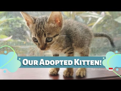 We adopt a cat in Bali | Homeless Kitten | Becoming a cat parents