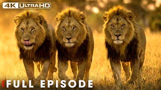 African Giants: Battle for Survival in 4K | Nature Animal Documentary