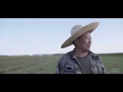 Hemp Fortex — From the Field to The Factory