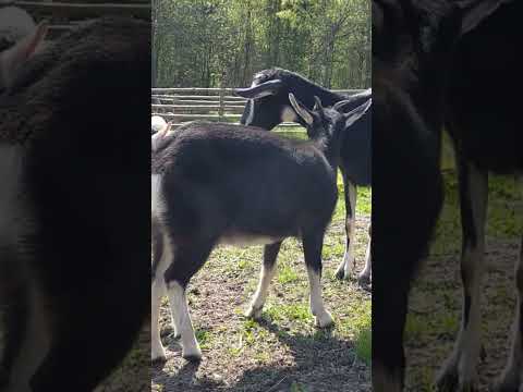 Obora w PRL wyglądała tak: