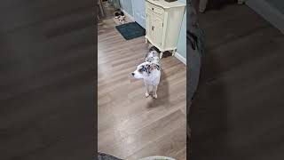 Video preview image #1 Aussiedor Puppy For Sale in The Woodlands, TX, USA