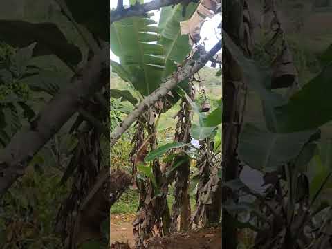 roça muito boa disponível à venda em Ubaitaba Bahia ZAP 1194666-6713