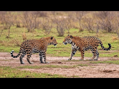 Jaguar vs Leopard: Who Is Stronger?
