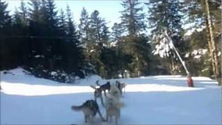 preview picture of video 'ballade chiens de traineaux Super-Lioran (15)'