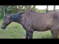 Horse Pooping With Pony Tail High
