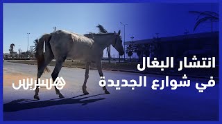 انتشار البغال في الشوارع يثير استياء ساكنة مدينة الجديدة thumbnail