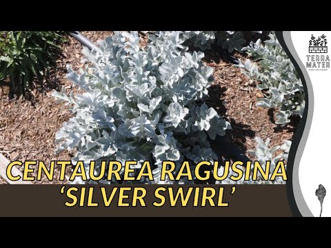 CENTAUREA RAGUSINA 'SILVER SWIRL': Elegant Floral Accent for Your Garden 🌸
