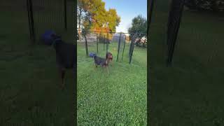 Video preview image #1 Doberman Pinscher Puppy For Sale in Buffalo, MN, USA