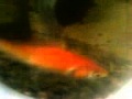 My Goldfish Who Has No Name
