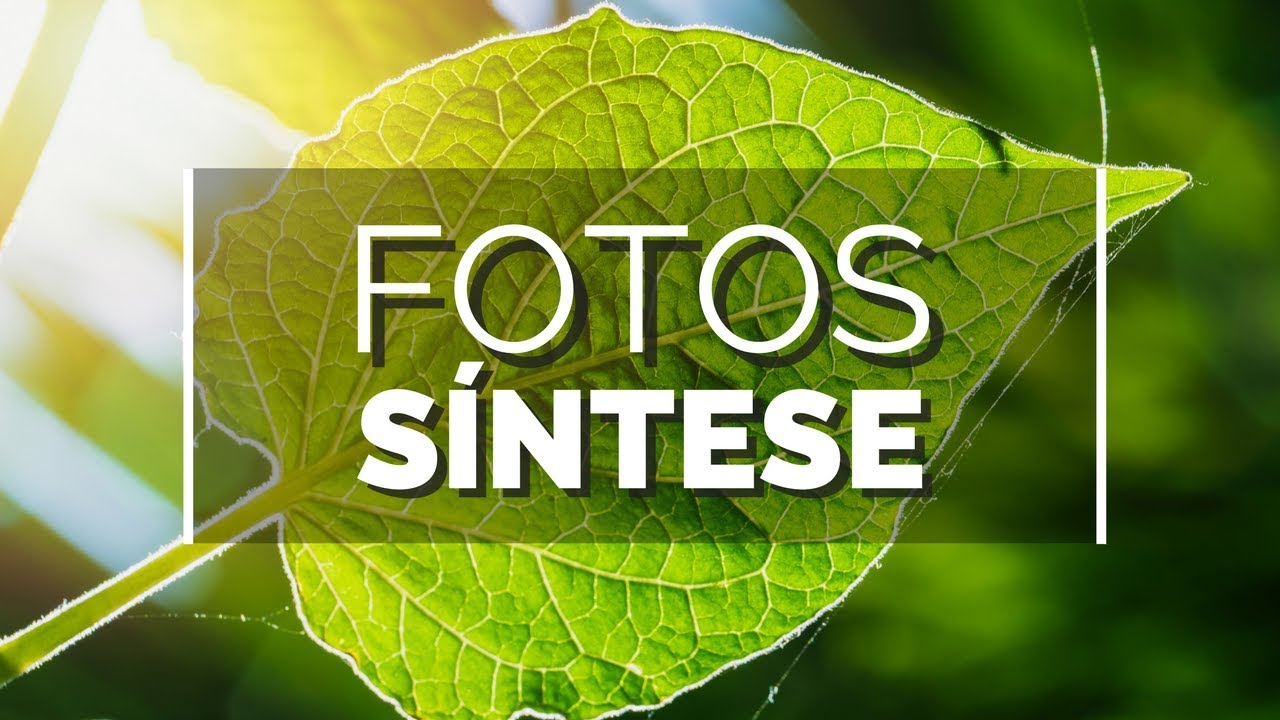 Do inorgânico ao orgânico | Terra Viva #13