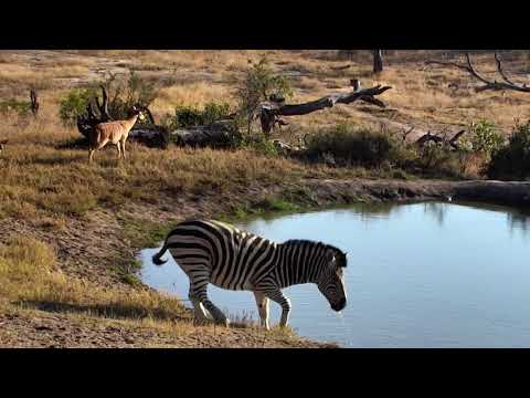 Djuma: Impalas, Zebras and Nyalas  - 07:54 - 08/13/18