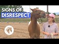 SIGNS A HORSE DOESN’T RESPECT YOU | Horse Behavior Guide