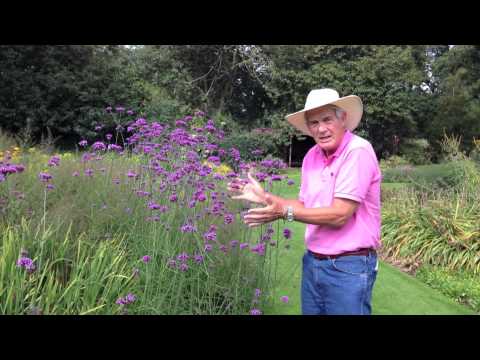 Dr. A on Verbena bonariensis