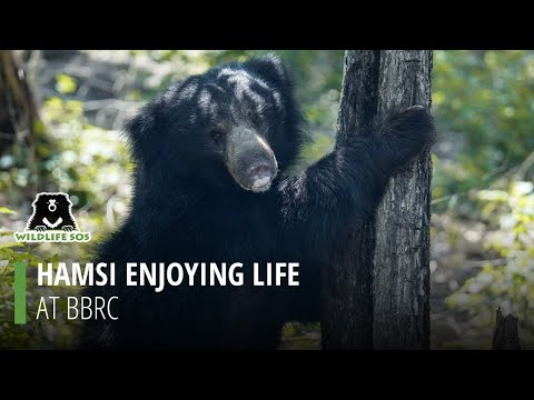 Hamsi enjoying life at BBRC!