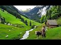 Life In Switzerland S Beautiful Countryside Alpine Villages With Cows And Sheep
