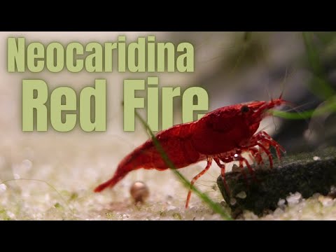 The BEST shrimp for beginners?! Neocaridina Red Fire