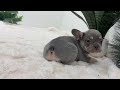 French Bulldog dogs for sale: Faith - Video 1