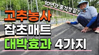 쉽고 간단하게 친환경으로 잡초 걱정없는 고추밭 만드는법 잡초매트