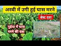 अरबी में खरपतवारनाशक दवा Arbi Mein Kharpatwar Niyantran Ar