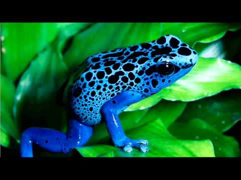 Bob Sinclar   New New New Avicii Remix