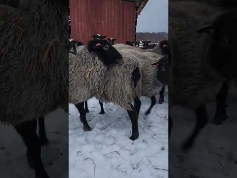 , title : 'Романовские овцы. Romanovskaya sheeps'