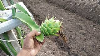 preview picture of video 'All about Dragon fruit in HIndi | GDF | Gujarat Dragon Fruit Farm | Dragon fruit in Hindi'