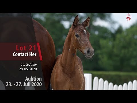 Westfälische Online Auktion 23. - 27. Juli: Lot 21 Contact Her Stute v. Contact Me - Hogwart