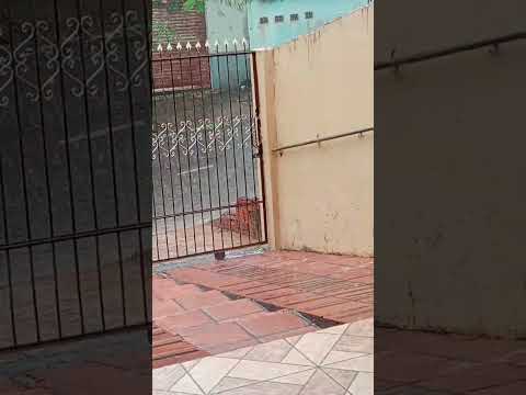 chovendo forte agora em Mandaguari PR 22-10-2026.