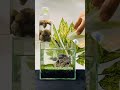 Apa Sajakah Bentuk Desain Aquarium Ikan Hias