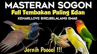 Download lagu Ini baru josss!! MASTERAN SOGON FULL ISIAN MEWAH Kenari,lovebird,belalang  emas mp3
