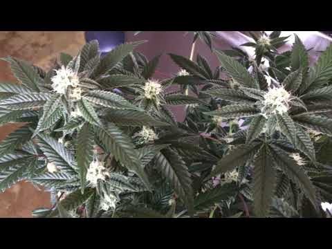 Dosidos - Week 3 Flower - PCG Purple City Genetics