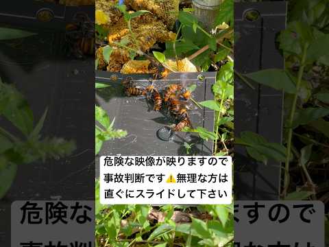 メイソンミツバチ 自然と動物