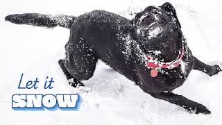 Dogs Discovering Snow 😮❄️ | FUNNIEST Winter Animal Shorts
