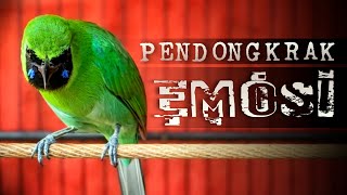 Download lagu 🔴PENDONGKRAK EMOSI‼️CUCAK IJO GACOR NGENTROK FULL TEMBAKAN mp3 Download lagu 🔴PENDONGKRAK EMOSI‼️CUCAK IJO GACOR NGENTROK FULL TEMBAKAN mp3
