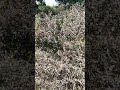 How Much Big Tulsi Plant Tulshi Tulshiplant Shortvideo Shorts