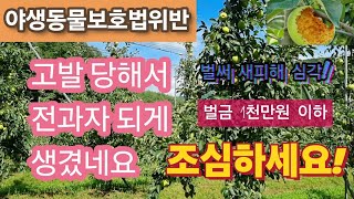 사과밭에 들어온 새 잡았다가 전과자 되게 생겼네요