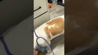 Video preview image #1 Basset Hound Puppy For Sale in Deepwater, NJ, USA