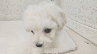 ビションフリーゼの動画01