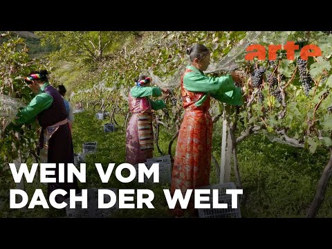 China: Weine vom Dach der Welt | Die wunderbare Welt der Weine | ARTE Fernweh